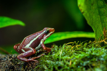 Grenouille epidobate tricolore