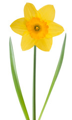 Yellow daffodil © Scisetti Alfio