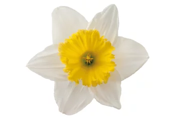 Crédence en verre imprimé Narcisse Jonquille blanche