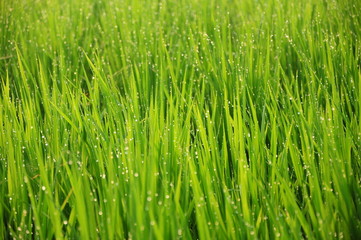 Fototapeta na wymiar rice field with water drops
