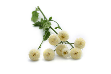 Camomille