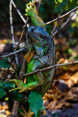 Iguana in tree