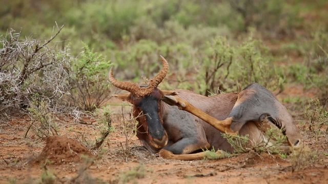 GroomingTsessebe antelope, Mokala National Park