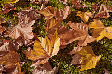 Abstract background of autumn leaves.