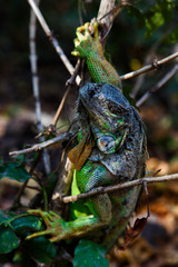 Iguana in tree