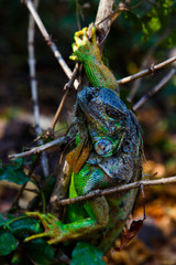 Iguana in tree