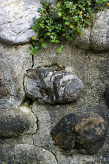 vintage rough stone wall with vegetation