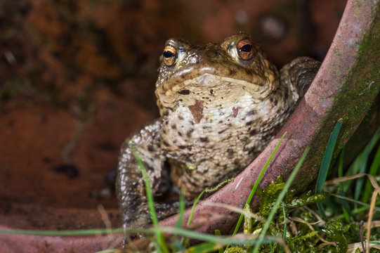 Common Toad (Bufo Bufo) in a plant pot