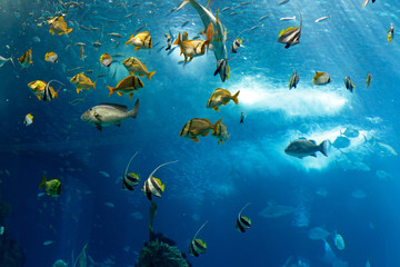 Fototapeta na wymiar Kolorowe ryby