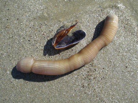Ver Cacahu&egrave;te ou Siponcle sur la plage