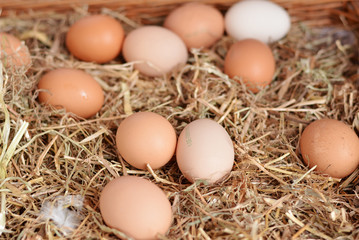 Eier auf Stroh