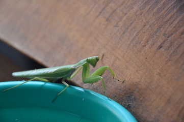 grasshopper