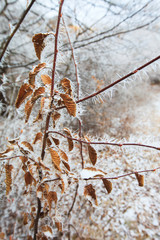 branches covered with hoarfrost
