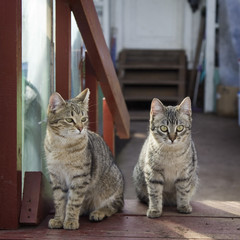 Two gray cat