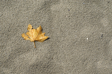 Foglia sulla sabbia