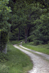 Forest Path