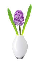 Purple hyacinth in vase isolated on white background