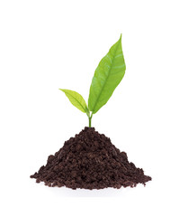 Young plant in ground isolated on white background