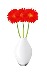 beautiful red gerbera daisy flowers in vase isolated on white
