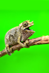 Trioceros jacksonii