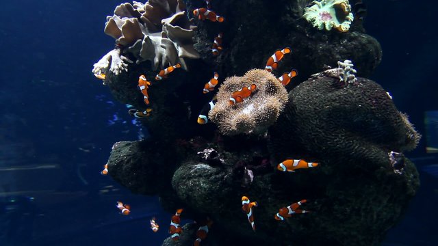 Clown fishes and zebrasoma yellow fish in aquarium
