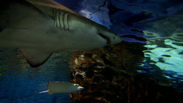 Tiger sand shark with big jaws in underwater