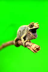 Chameleon