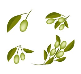 Set of Green Olives on A Branch