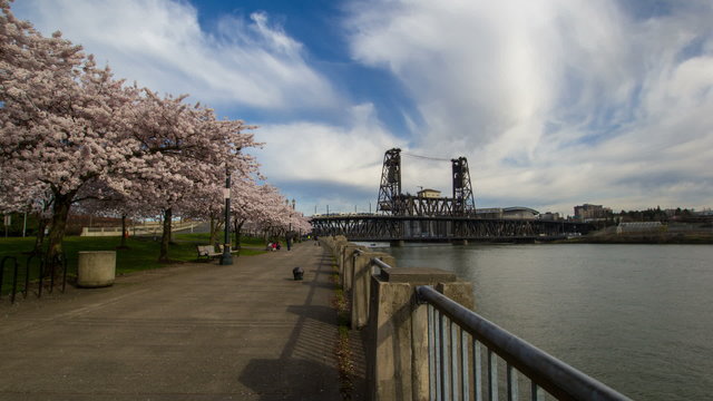 Cherry Blossom Trees Spring along Waterfront in Portland OR