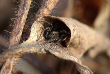 Covered spider