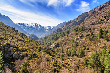 Forest and snow covered mountains from Asco valley in Corsica © Jon Ingall