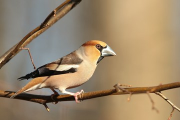 Grosbeak on a branch in the forest