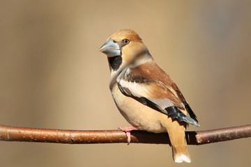 Grosbeak on a branch in the forest