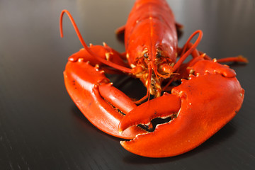 Front view of Boiled Atlantic Lobster
