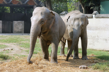 Naklejka premium Asian Elephant