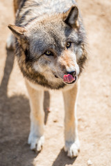 Fototapeta premium Loup