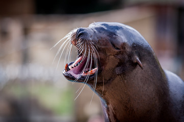 Otarie en train de crier