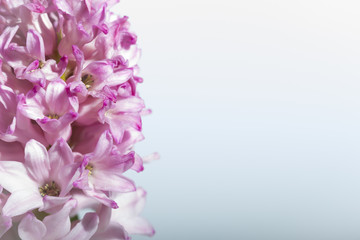 Pink Hyacinth on white