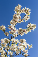 White magnolia blossoms in spring time against blue sky