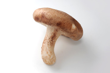 Shiitake Mushroom © arancio