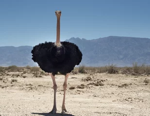 Fotobehang Male of African ostrich (Struthio camelus) in nature reserve © sergei_fish13