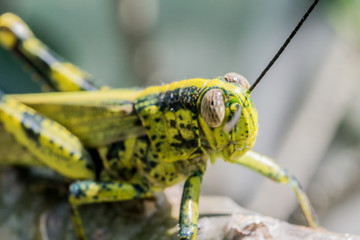 Grasshopper