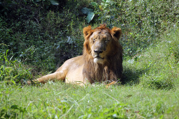 Lion (Panthera leo)