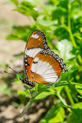 Butterfly on corainder