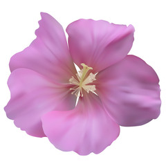 Pink Colored Mallow. Isolated on White. Vector illustration