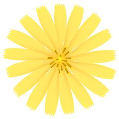 Yellow flower. Vector Illustration.