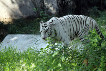 Naklejka na ściany i meble White bengal tiger