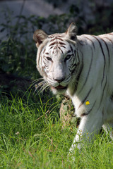 Naklejka na ściany i meble White bengal tiger