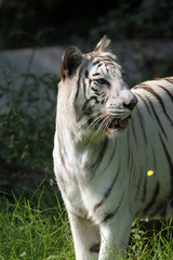White bengal tiger