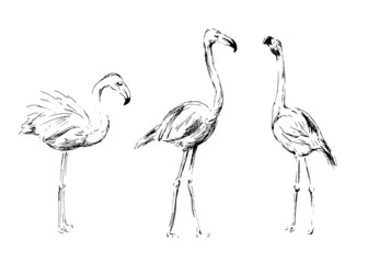 Naklejka premium Hand drawing flamingos. Vector illustration